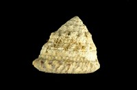 藏品(三明治鐘螺)的圖片